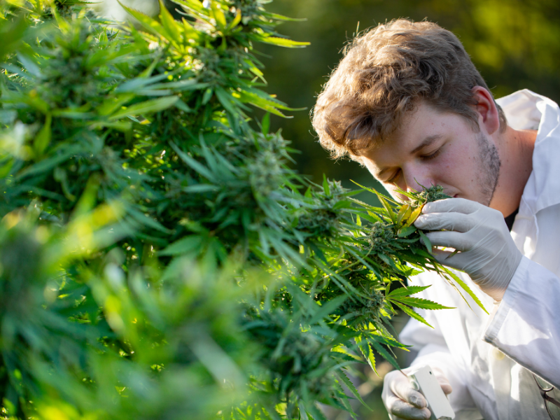 Koku Bilimi: Aromakoloji