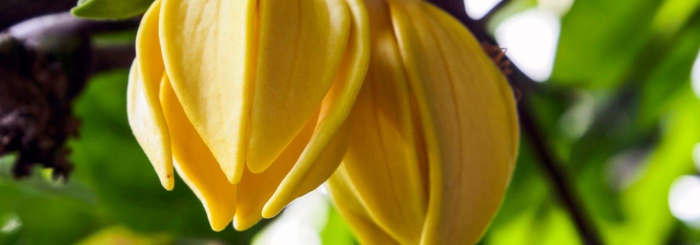 Ylang Ylang Yağı ile Dişil Enerji Nasıl Yükselir?