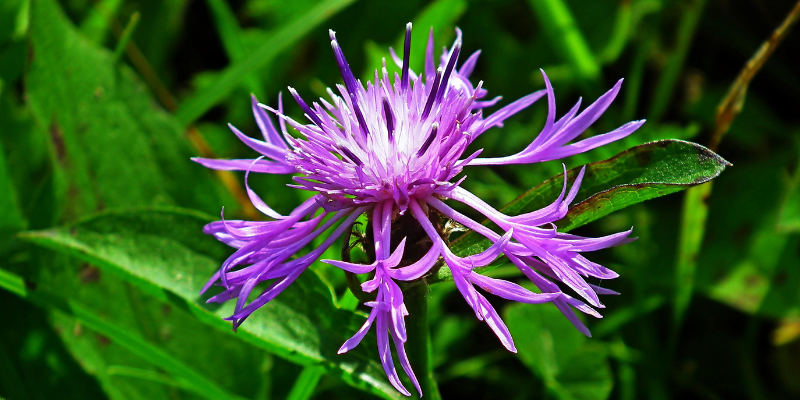 Bergamot Uçucu Yağı Üzerine Bilimsel Bir Araştırmaya Bakış